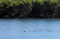 Schwimmen Insel Molat