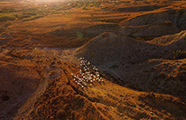 Schafherde, Insel Pag