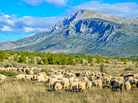 Wandern Dinara, Knin