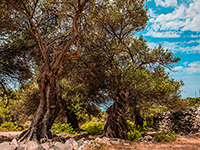 Olivengärten von Lun