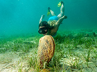 Schnorcheln, Insel Pasman