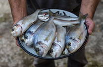 Novigrad (Dalmatien) - Fische