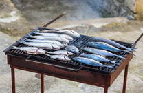Gegrillte Fische in Novigrad (Dalmatien)
