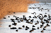 Pakostane - Sehenwürdigkeiten