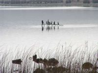 Vogelreservat Veliko Blato - Insel Pag