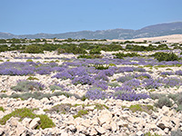 Pager Dreieck - Paski Trokut