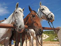 Der blaue Weg - Rekreatives Reiten in Konavle