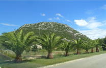 Palmenallee vor Ston