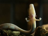 Grottenolm, Postojna