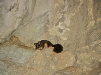 Lebewesen Krizna Jama