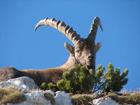 Logar Tal - Steinbock