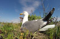 Möwe im Nest, Fontanigge