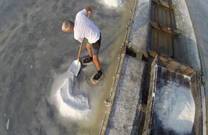 Secovlje - Salzernte