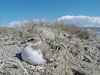 Landschaftspark Secovlje - Lebensraum Vögel Fontanigge