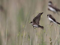 Landschaftspark Secovlje - Vogelbeobachtung