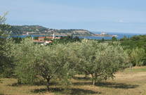 Olivenbäume & Kirche Sv. Marija