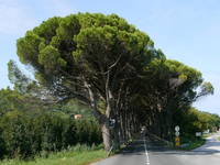 Landschaftspark Strunjan - Pinienallee