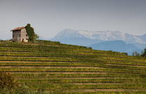 Soca Tal - Weingärten