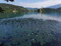 Bleder See - Seerosen