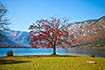 Herbst, Bohinjer See