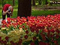 Tulpen, Frühlingsblumenschau