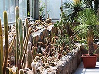 Kakteenausstellung