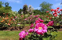 Rosen, Arboretum Voljci Potok