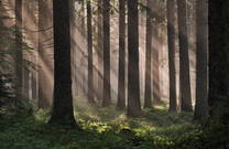 Wald im Sommer, Pokljuka