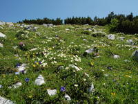Tal d. Triglav Seen - Flora