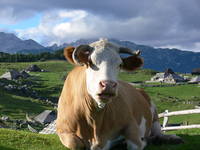 Velika planina - Kuh