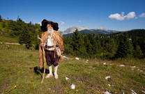 Hirte Velika Planina