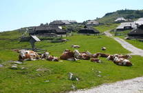 Kühe & Hirtenhütten