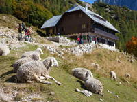 Berghütte Ticarjev dom, Vrsic