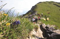 Bohinj - Wandertour Wanderfestival