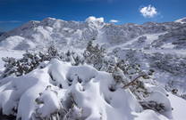 Winterlandschaft Vogel