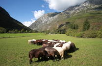 Bovec - Schafherde im Tal