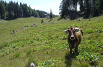Menina Planina, Kuh auf Weide