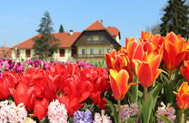 Tulpen Arboretum Kamnik