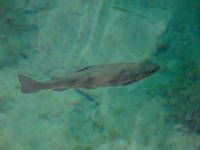 Kranjska Gora - Fisch