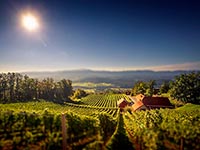 Weinberge, Cvicek & Zidanice