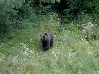 Bären Beobachtung - Postojna